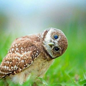 Meet your Posher, Linden